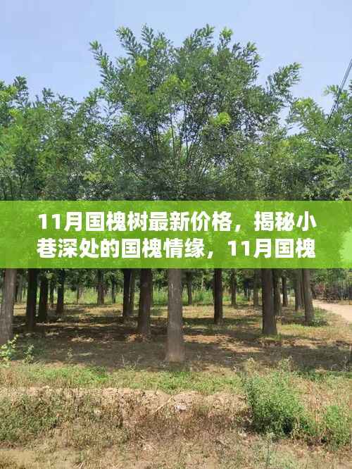 揭秘国槐情缘,小巷深处的特色小店与最新国槐树价格解析