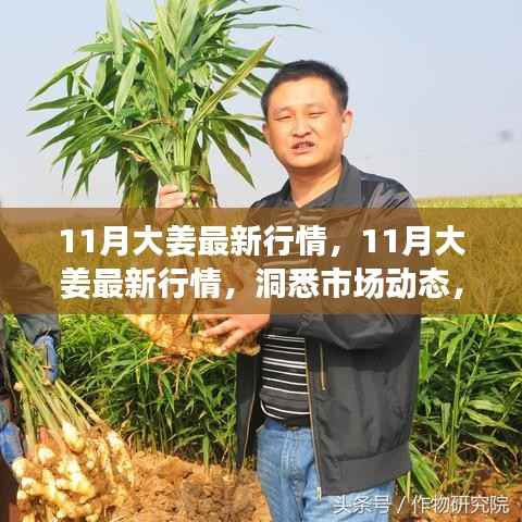 揭秘11月大姜最新行情,市场动态与价格走势一网打尽