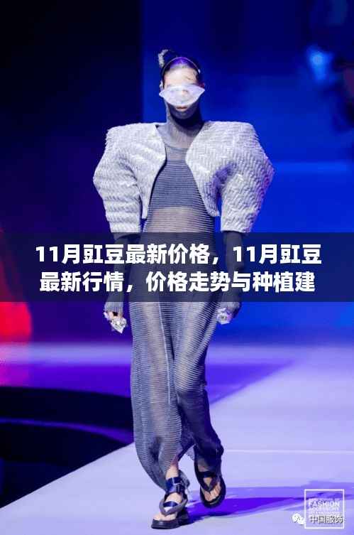 11月豇豆行情分析，最新价格、走势及种植建议