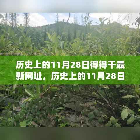 历史上的11月28日,追寻自然美景之旅,探索内心宁静港湾的新网址揭秘