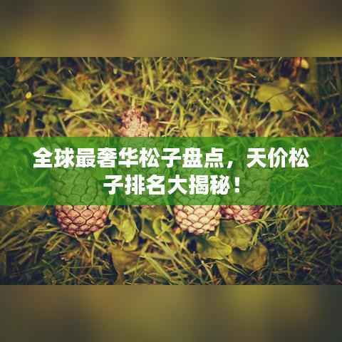 全球最奢华松子盘点,天价松子排名大揭秘!