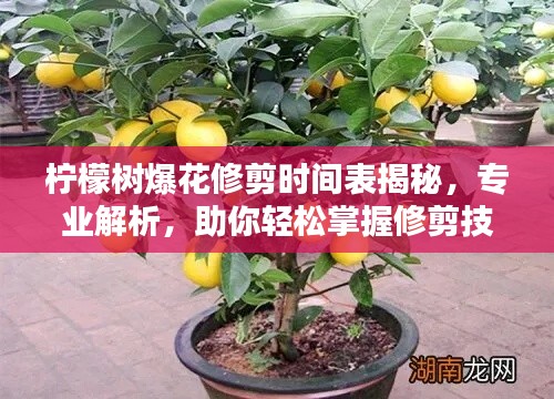 柠檬树爆花修剪时间表揭秘，专业解析，助你轻松掌握修剪技巧